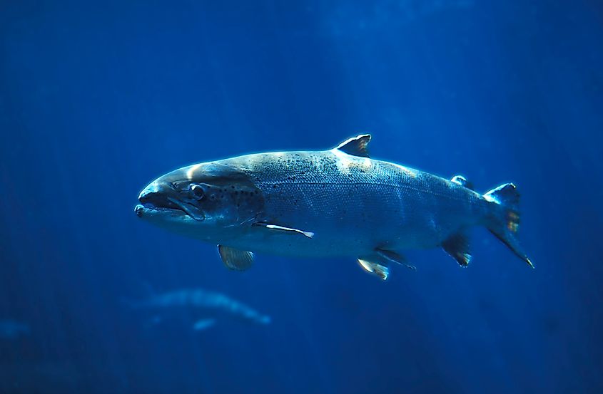 Atlantic Salmon swimming in blue water.