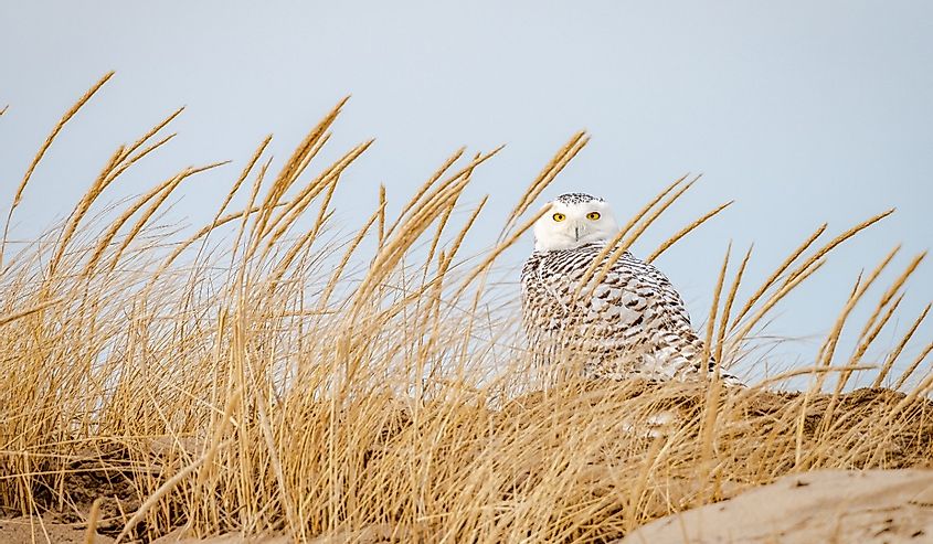 A Snowy Owl (Bubo scandiacus) among the beach grass on the top of a sand dune at the Parker River National Wildlife Refuge in Newburyport, Massachusetts.