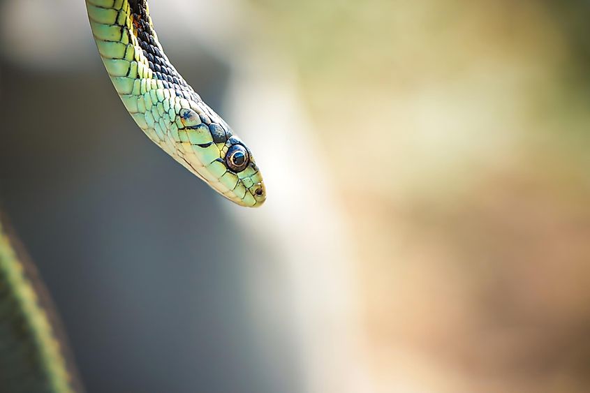 Common garter snakes typically display yellow stripes on a black, brown, or green background.