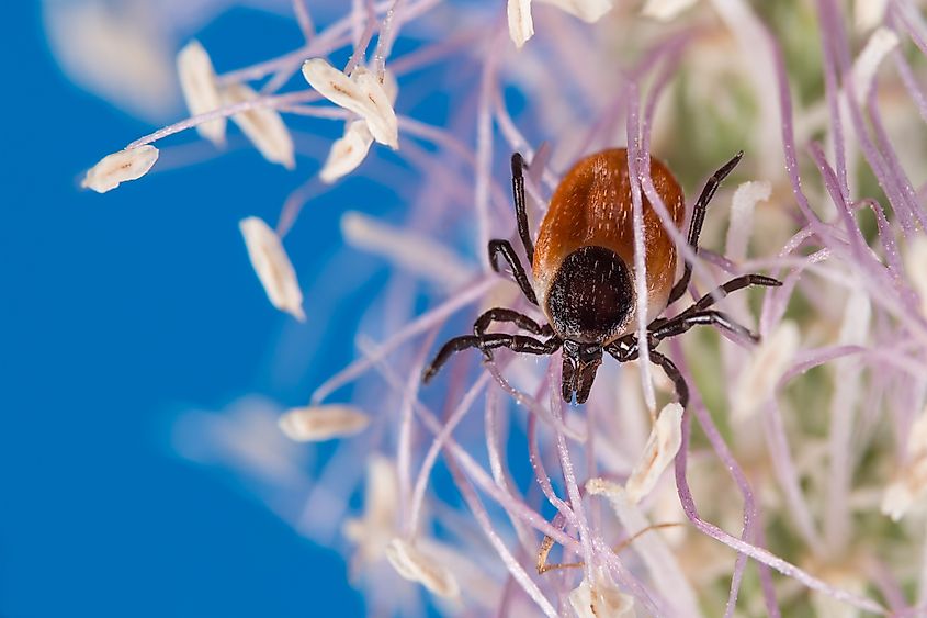 Deer tick female on flowering grass head