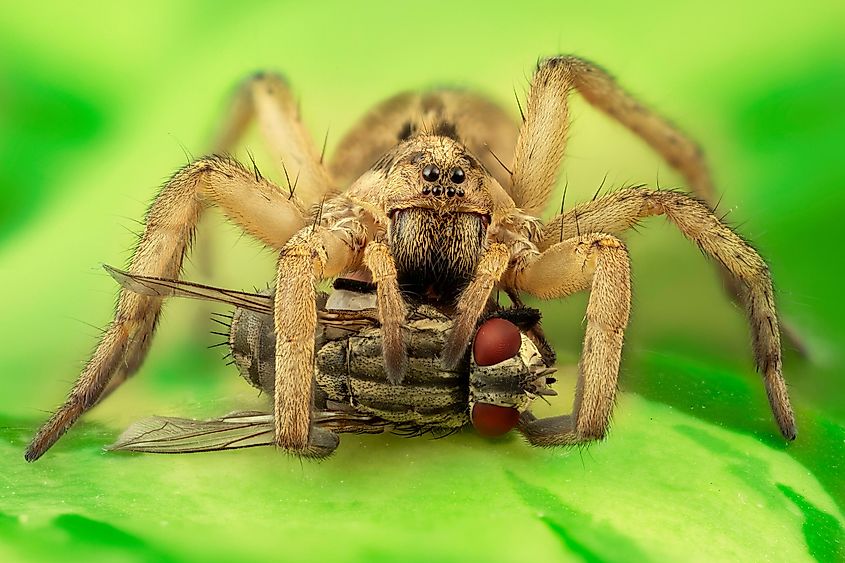 A wolf spider eating a fly green