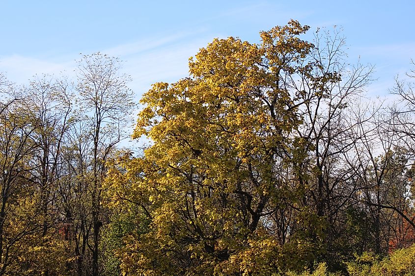 The Pignut Hickory, another of America's most important sources of timber. Via Shutterstock / TMNK Gardens