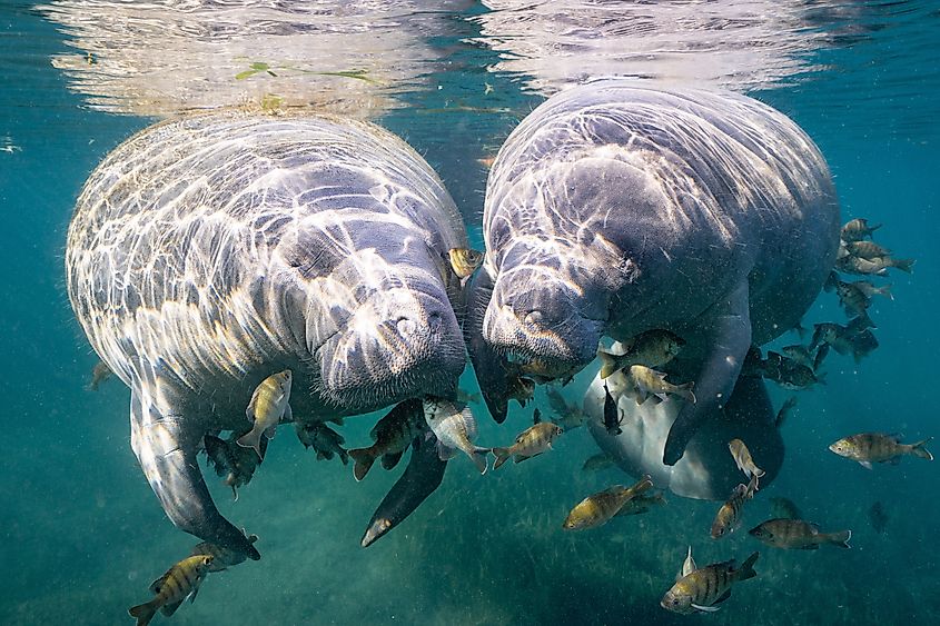 Mother and calf manatee swimming in Crystal River, Florida