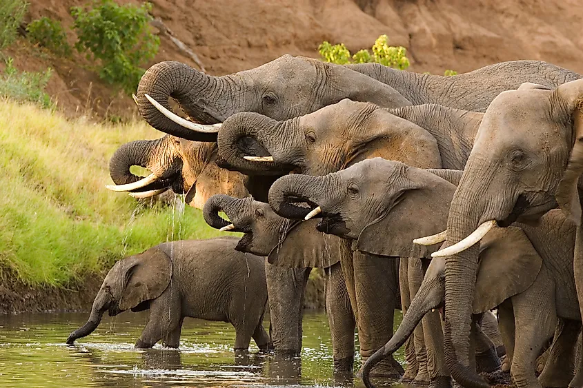 African elephant herd