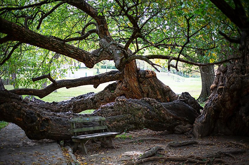 Osage orange tree at Old Fort Harrod State Park in Kentucky.