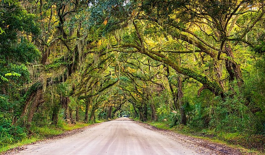 Oak trees along the dirt road to Botany Bay Plantation on Edisto Island, South Carolina.