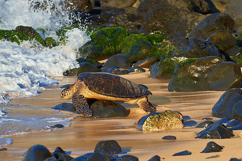 Hawaiian green sea turtle.