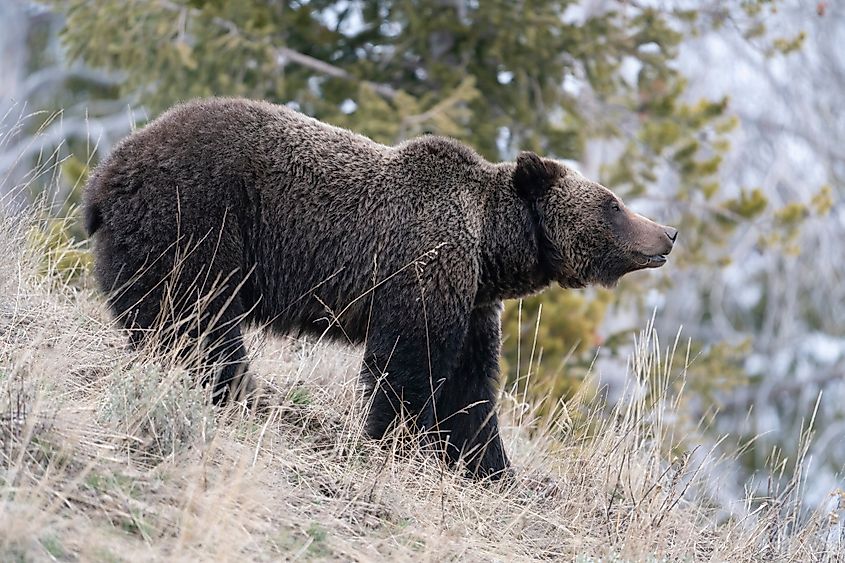 Grizzly bear in Bridger-Teton National Forest, Wyoming