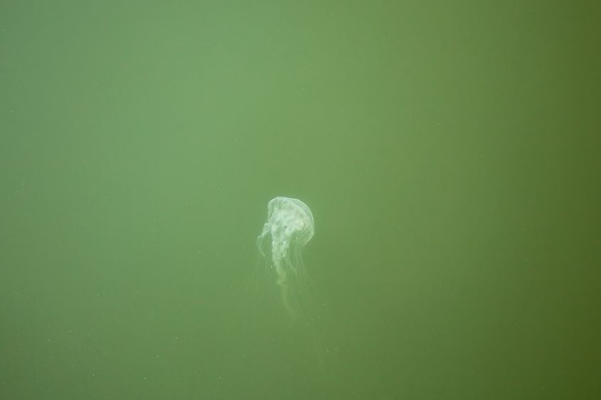 This species is called Chrysaora chesapeakei (bay nettle) and is a stinging jellyfish.