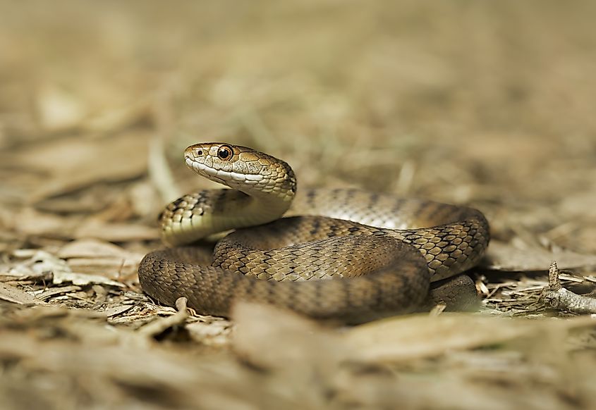 A rough-scaled snake outdoors.