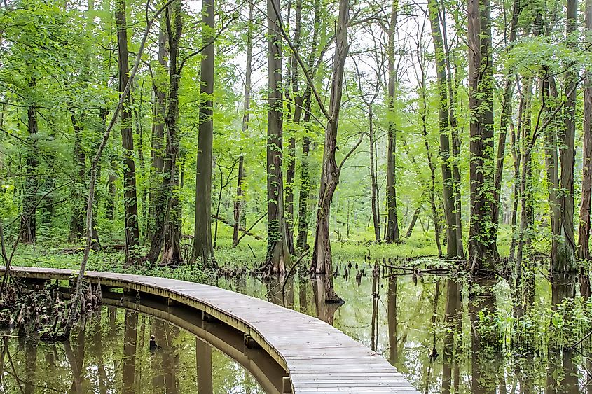 Boardwalk inside the Battle Creek Cypress Swamp.