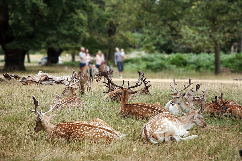 Deer at Richmond Park, London