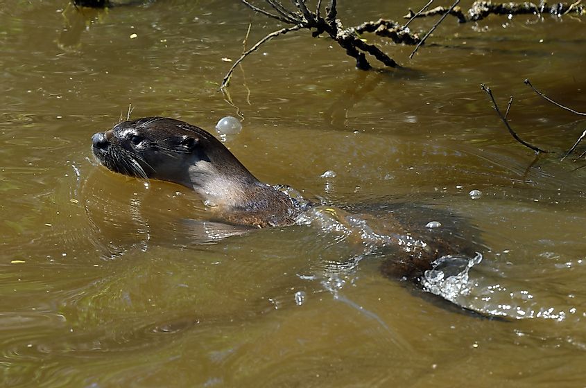 Otter in Humboldt river