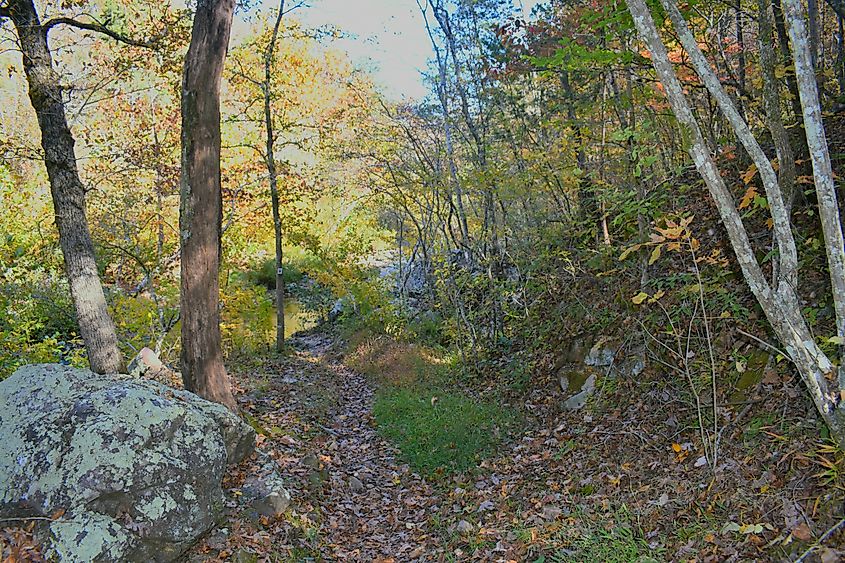 A forest trail near Mountain View, Missouri.