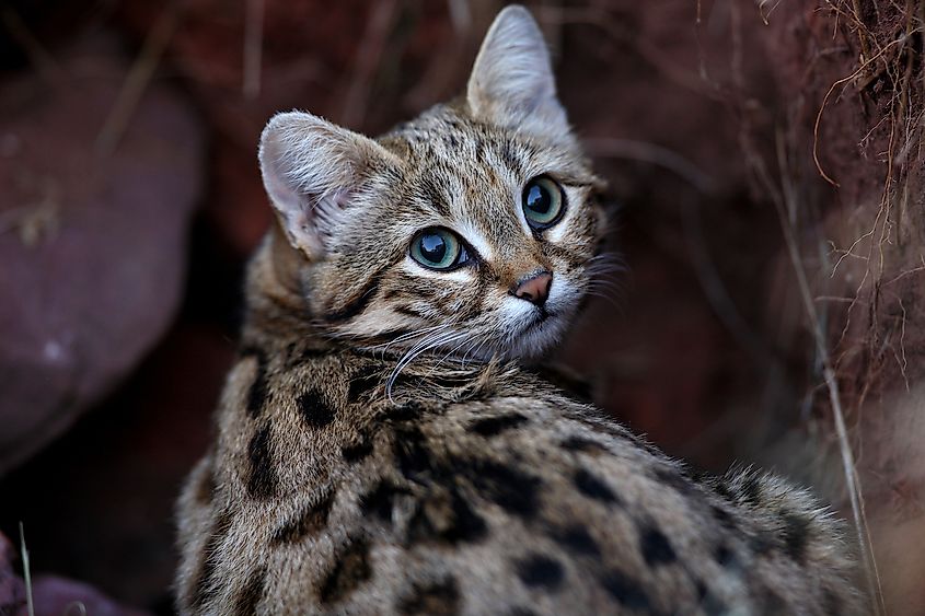 10 Adorable Looking Animals That Are Fierce Hunters - WorldAtlas 10 Adorable Looking Animals That Are Fierce Hunters - WorldAtlas