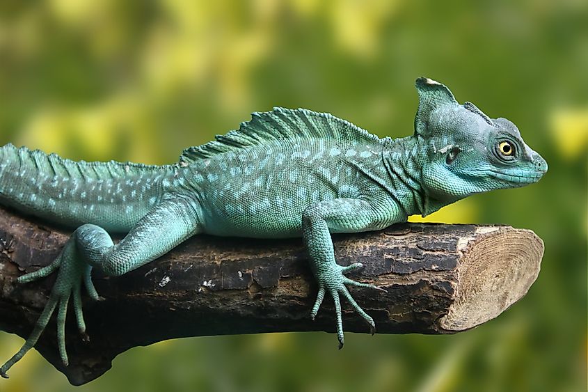 Green basilisk lizard