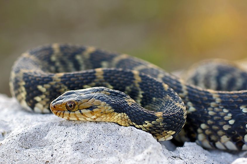 Banded water snake (Nerodia fasciata).