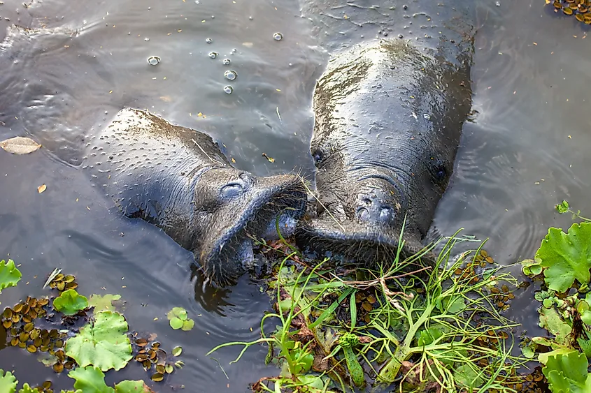 Manatees are obligate herbivores that feed on aquatic vegetation.