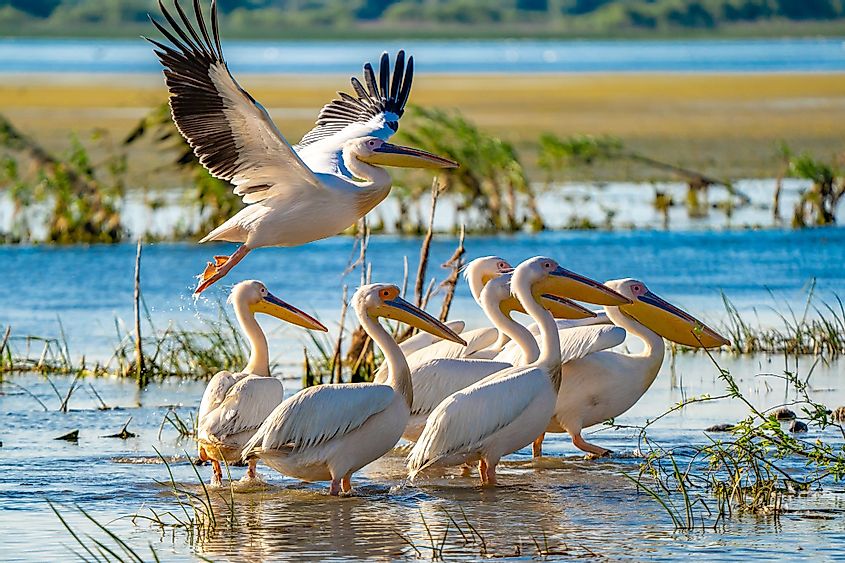 Great White Pelicans in the Danube Delta, Romania