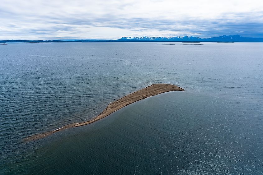 Seals in Iliamna Lake