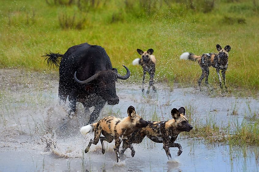 Okavango delta wildlife