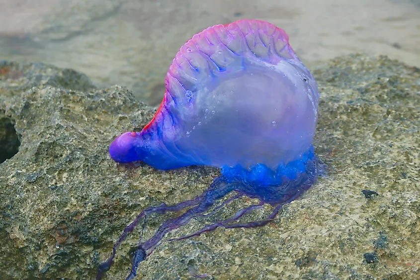 An Atlantic Portuguese man o' war.
