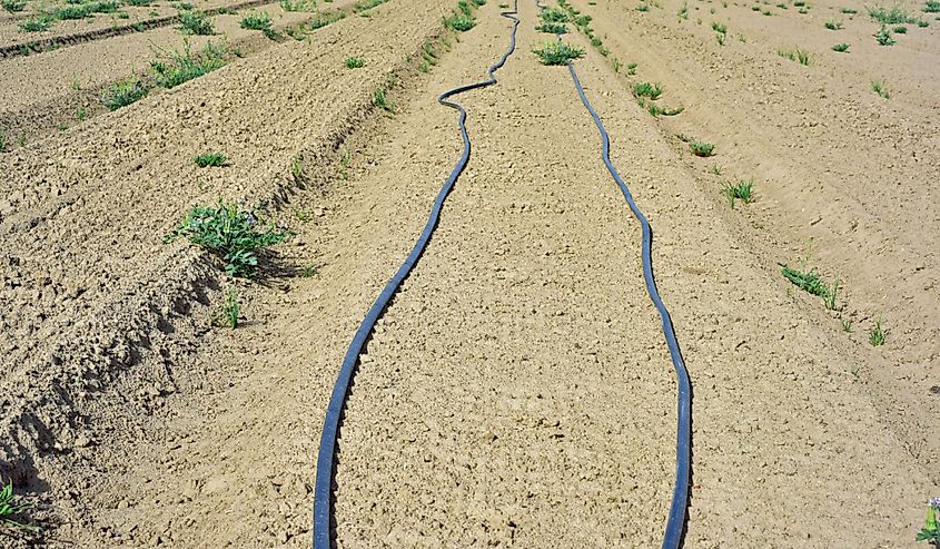 Drought in the fields in America - weeds on dry soil