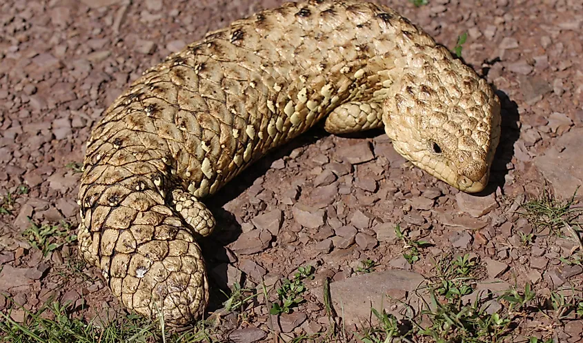A sleepy lizard (Tiliqua rugosa) in South Australia. The species is an important host for reptile ticks studied around Bundey Bore and Mount Mary.