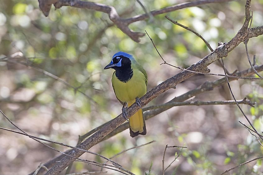 Brownsville bird green jay