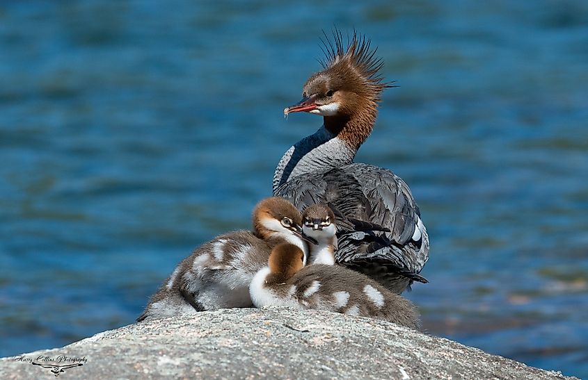 A common merganser and her chicks.