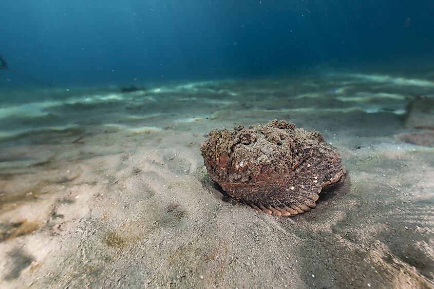 Stonefish in the Red Sea (Credit: stephan kerkhofs via Shutterstock)