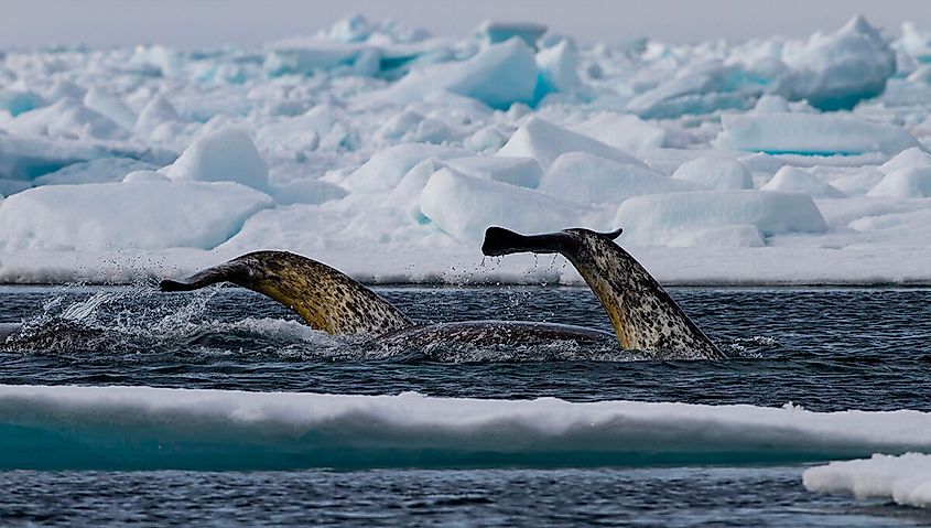 Narwhal tail above water.
