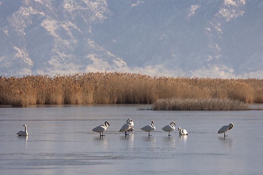 A small flock of Tundra Swans rest on the frozen water early in the morning at the Bear River Migratory Bird Refuge in Brigham City Utah