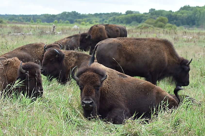 Bison herd at Minneopa State Park in Minnesota.