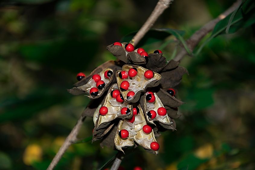 Flower of the Rosary Pea plant.