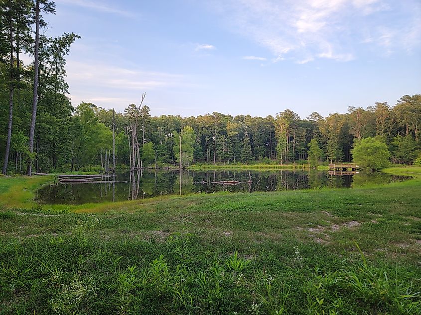 Pond in Ouachita National Forest, Arkansas in Summer. 