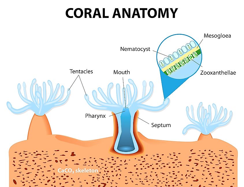 Importance of coral reef
