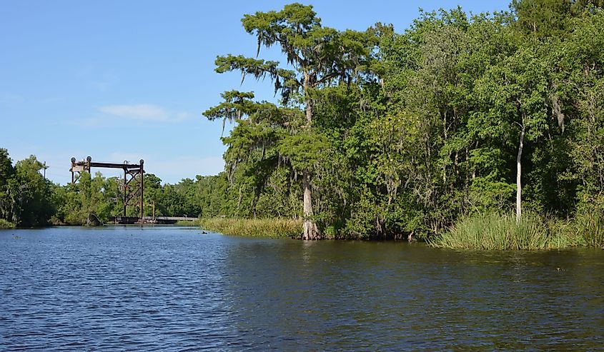 Cypress swamp near Thibodaux. Image credit Realest Nature via Shutterstock