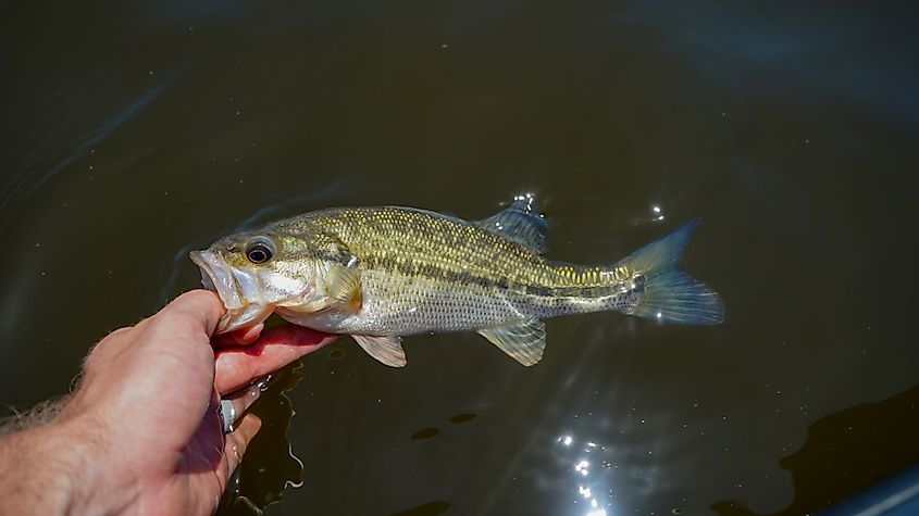 Kentucky bass in hand in Toledo Bend Reservoir