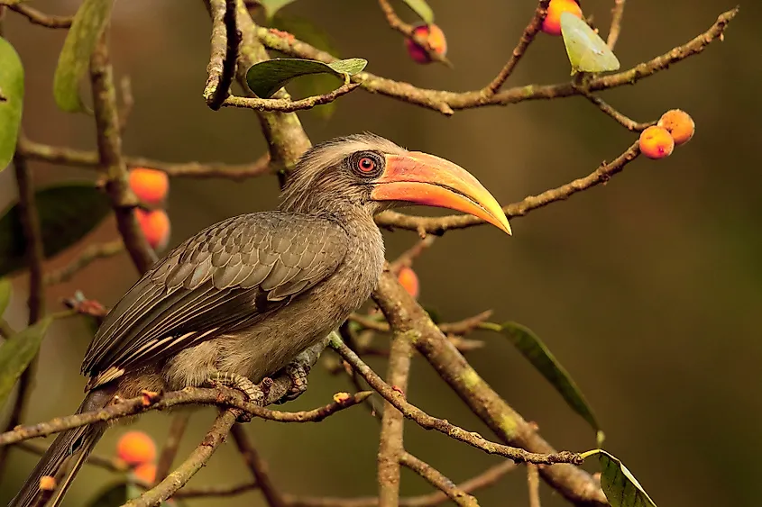 Malabar gray hornbill