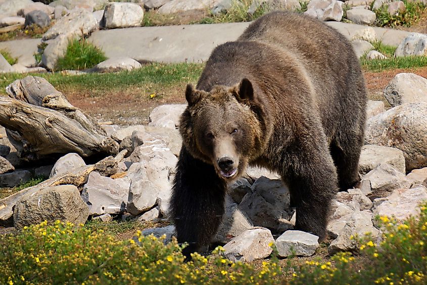 A Grizzly Bear at the Grizzly & Wolf Discovery Center