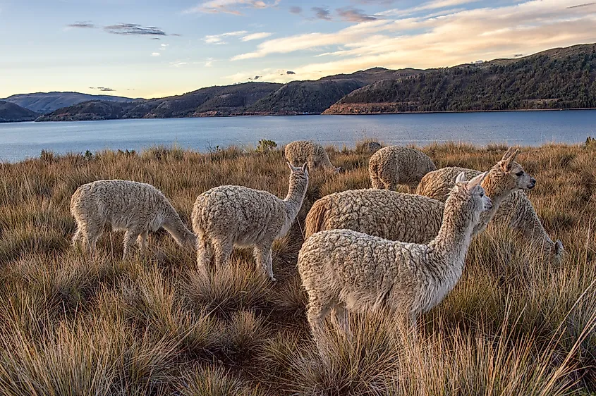 Lake Titicaca