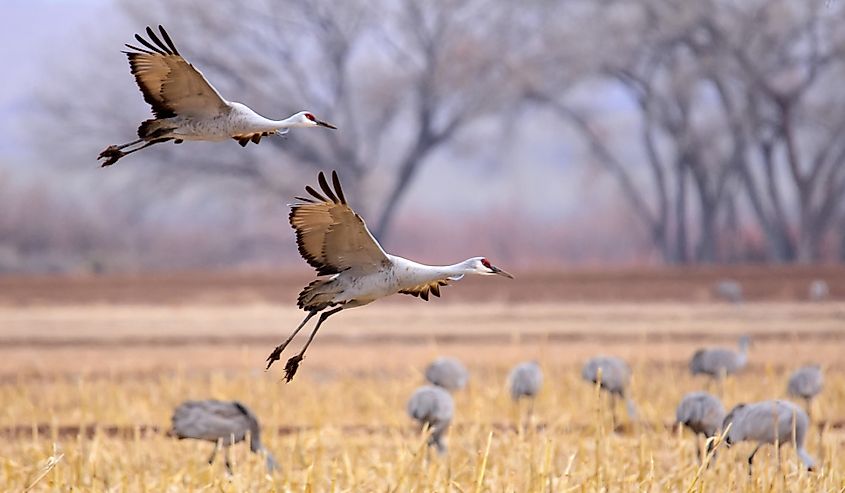 majestic sandhill Cranes in flight, coming in for a landing in a corn field in their winter habitat of bernardo state wildlife refuge near socorro, New Mexico