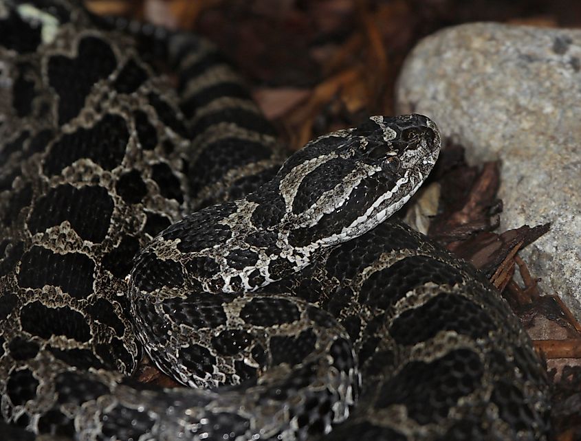 The face of a Massasauga Rattlesnake.