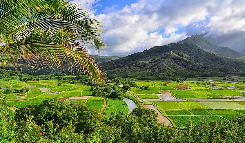 Aerial view of Hanalei Valley Kauai, Hawaii. Lush green grass and volcanos.