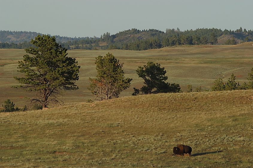 A lone bison in the prarie of the Wind Cave National Park.