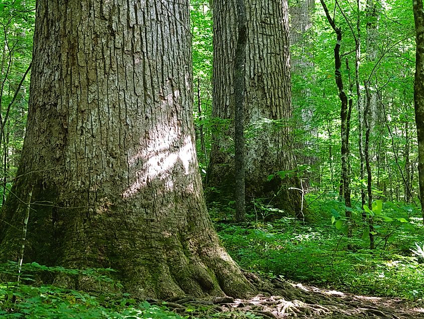 Ancient old growth trees in Joyce Kilmer Memorial Forest in western North Carolina. Credit: JMR76 / Shutterstock
