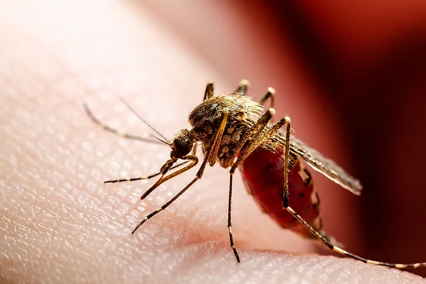 Dangerous Mosquito Bite.