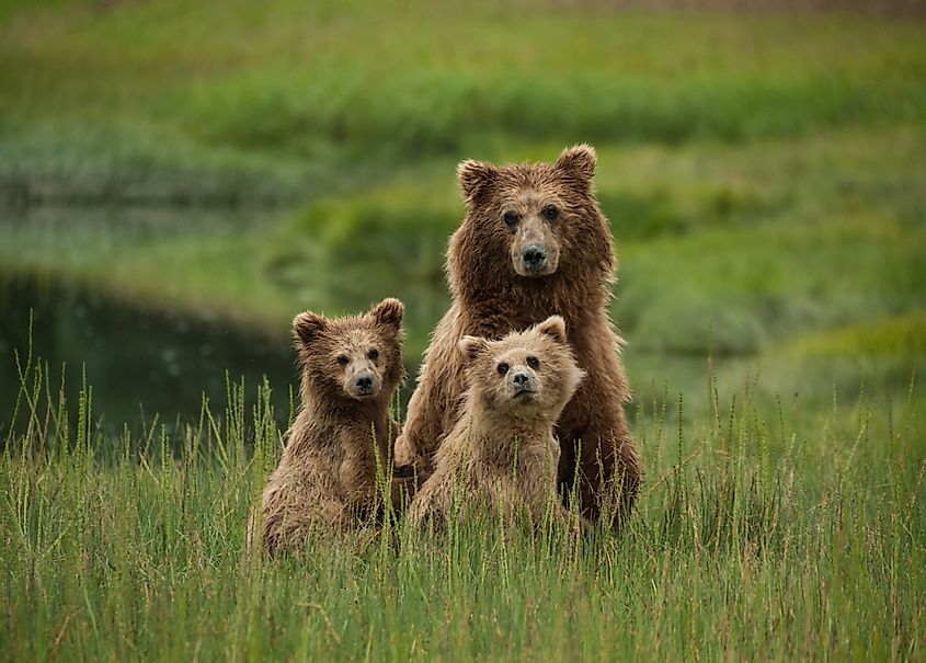 Anchorage bears