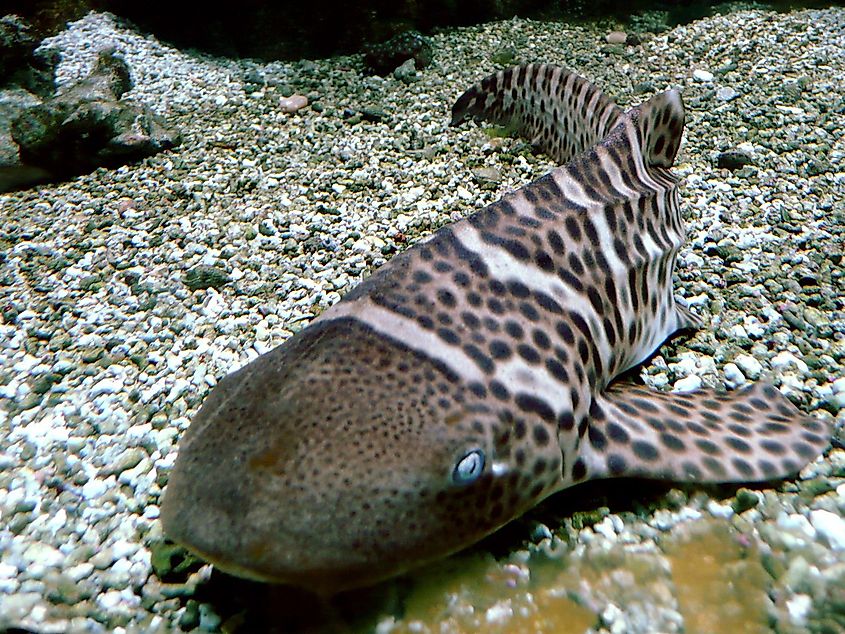 Zebra shark